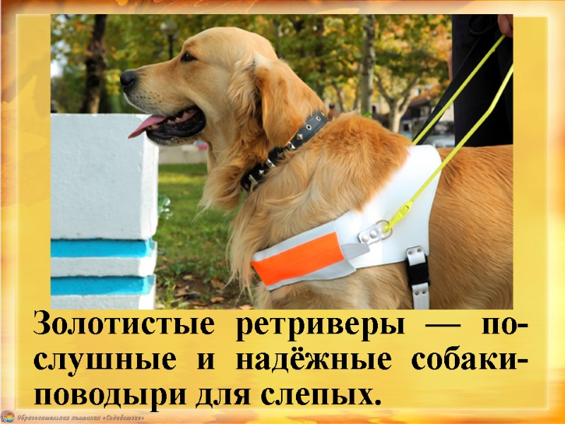 Золотистые ретриверы — по-слушные и надёжные собаки-поводыри для слепых.